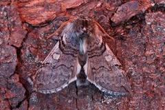 Yellow Horned (Achlya flavicornis)