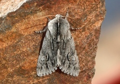 Rannoch Sprawler (Brachionycha nubeculosa)