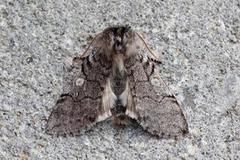 Yellow Horned (Achlya flavicornis)