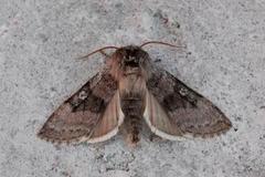 Yellow Horned (Achlya flavicornis)