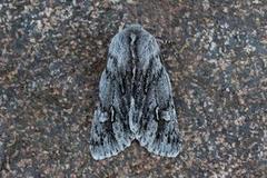 Rannoch Sprawler (Brachionycha nubeculosa)