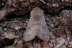 Lead-coloured Drab (Orthosia populeti)