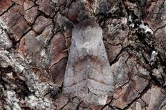 Brunbåndseljefly (Orthosia opima)