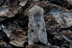 Clouded Drab (Orthosia incerta)