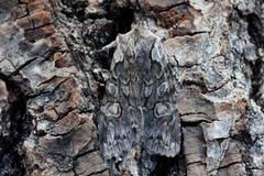 Softly's Shoulder-knot (Lithophane consocia)