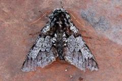 Oak Beauty (Biston strataria)