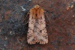 Dotted Chestnut (Conistra rubiginea)