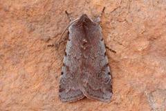 Red Chestnut (Cerastis rubricosa)