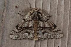 Brindled Beauty (Lycia hirtaria)