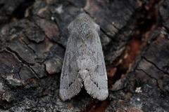 Lead-coloured Drab (Orthosia populeti)