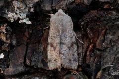 Clouded Drab (Orthosia incerta)