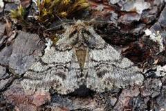 Brindled Beauty (Lycia hirtaria)