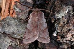 Red Chestnut (Cerastis rubricosa)