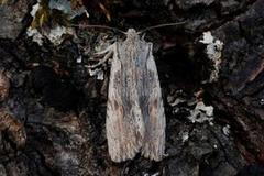 Pale Pinion (Lithophane socia)
