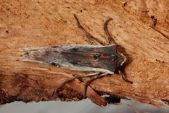 Red Sword-grass (Xylena vetusta)