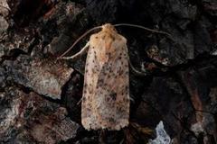 Dotted Chestnut (Conistra rubiginea)