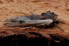 Red Sword-grass (Xylena vetusta)