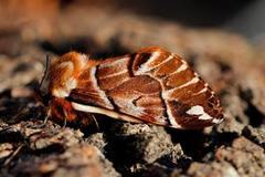 Vårspinner (Endromis versicolora)