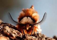 Vårspinner (Endromis versicolora)