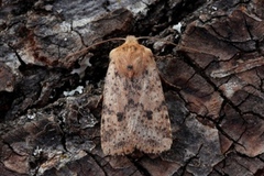 Dotted Chestnut (Conistra rubiginea)