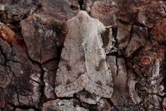 Clouded Drab (Orthosia incerta)