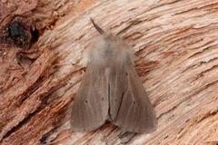 Muslin Moth (Diaphora mendica)