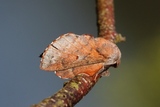 Rødbrun bladspinner (Phyllodesma ilicifolia)