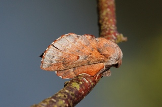Rødbrun bladspinner (Phyllodesma ilicifolia)
