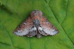 Small Lappet (Phyllodesma ilicifolia)