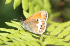Pearly Heath (Coenonympha arcania)