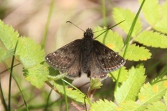 Dingy Skipper (Erynnis tages)