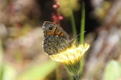 Sørringvinge (Lasiommata megera)