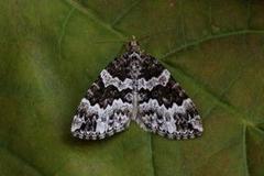 Broken-barred Carpet (Electrophaes corylata)