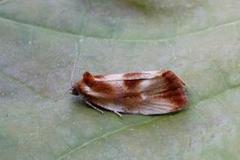 Brassy Tortrix (Eulia ministrana)