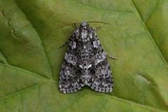 Knot Grass (Acronicta rumicis)