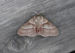 Fox Moth (Macrothylacia rubi)