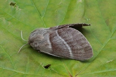 Fox Moth (Macrothylacia rubi)