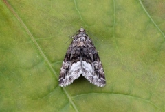 Marbled White Spot (Deltote pygarga)
