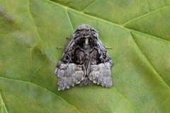 Nut-tree Tussock (Colocasia coryli)