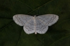 Cream Wave (Scopula floslactata)