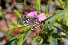 Grizzled Skipper (Pyrgus malvae)