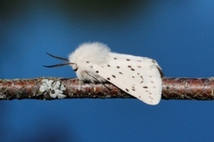 White Ermine (Spilosoma lubricipeda)