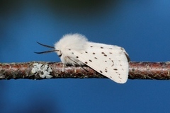 Punkttigerspinner (Spilosoma lubricipeda)