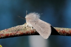 Muslin Moth (Diaphora mendica)