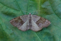 Barred Umber (Plagodis pulveraria)