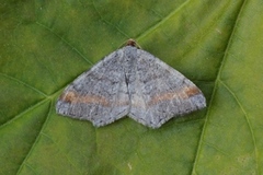 Tawny-barred Angle (Macaria liturata)