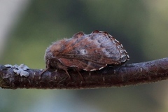 Small Lappet (Phyllodesma ilicifolia)
