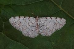 Grey Birch (Aethalura punctulata)