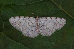 Punktbarkmåler (Aethalura punctulata)