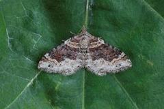 Red Twin-spot Carpet (Xanthorhoe spadicearia)